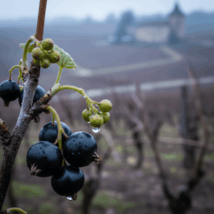 Close-up on blackcurrant berries and green buds on a branch, illustrating the raw material in perfumery.