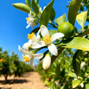 Close-up of white orange blossoms and bitter orange leaves, illustrating the raw material in perfumery.